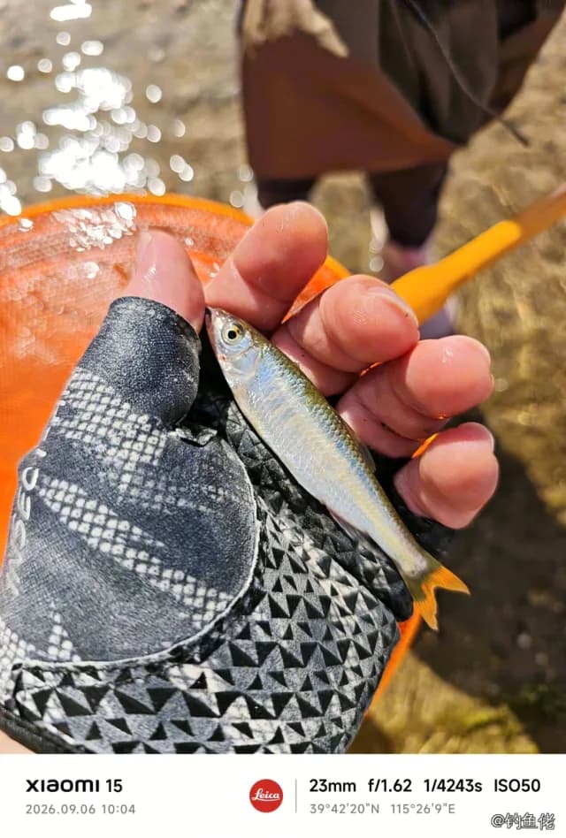 宽鳍鱲钓获 保定市 0.01kg