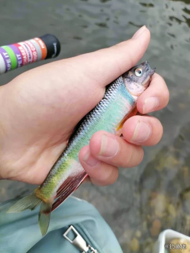 宽鳍鱲钓获 北京市 0.1kg