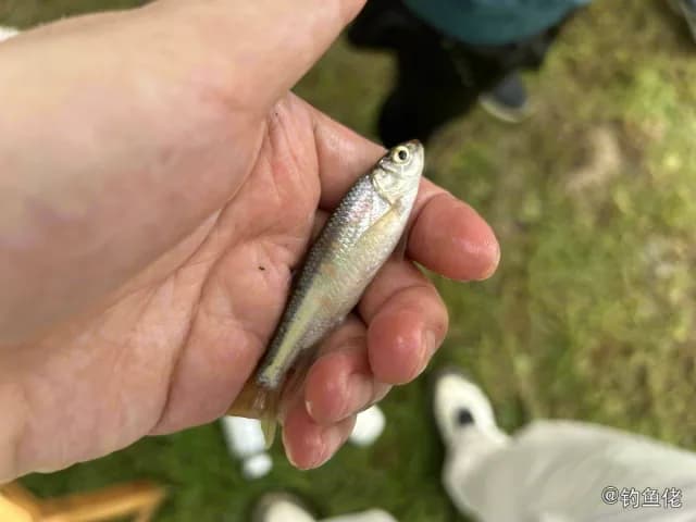 宽鳍鱲钓获 湖州市 0.2kg