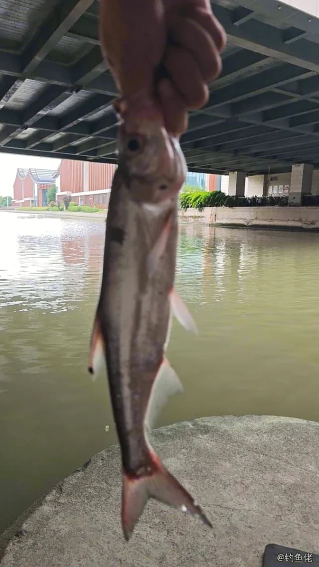 宽尾斜齿鲨钓获 上海市 0.25kg
