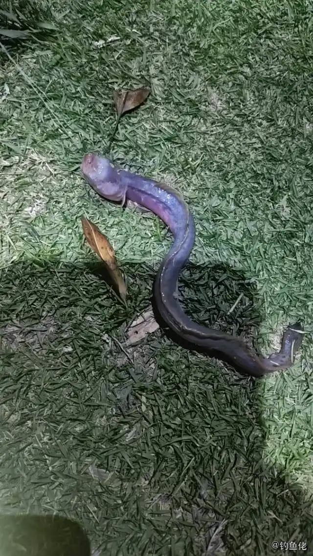 拉氏狼牙虾虎鱼钓获 上海市 0.03kg