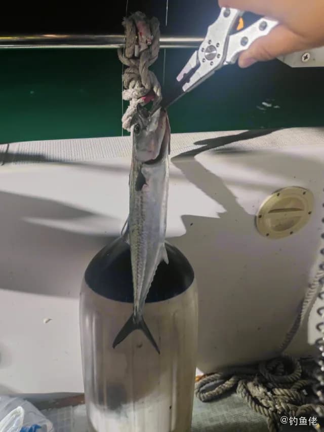 蓝点马鲛钓获 中华人民共和国 1.1kg