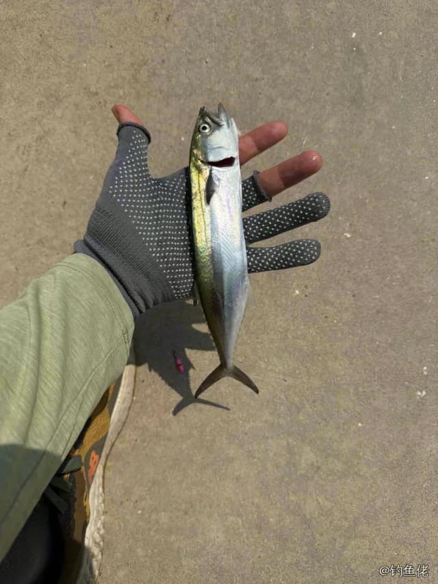 蓝点马鲛钓获 威海市 4.5kg