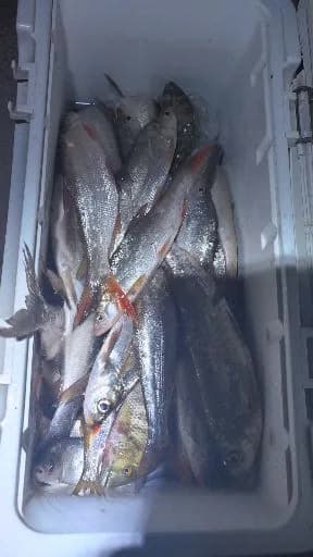 蓝点马鲛钓获 温州市 4.5kg