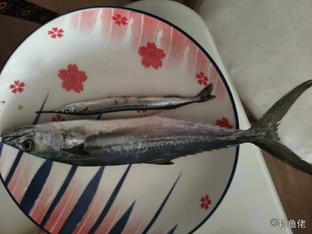 蓝点马鲛钓获 大连市 0.2kg