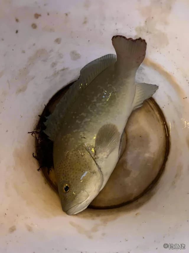 蓝鳍石斑鱼钓获 珠海市 1kg