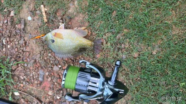 蓝鳃太阳鱼钓获 金华市 0.2kg