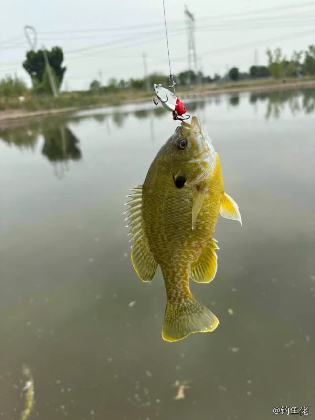 蓝鳃太阳鱼钓获 北京市 0.2kg