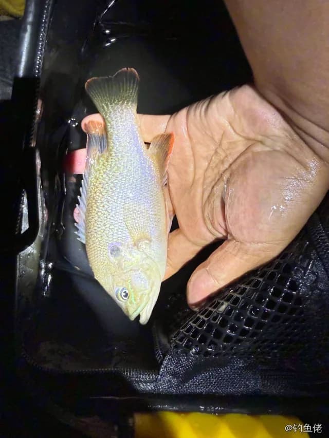 蓝太阳鱼钓获 贵阳市 0.1kg