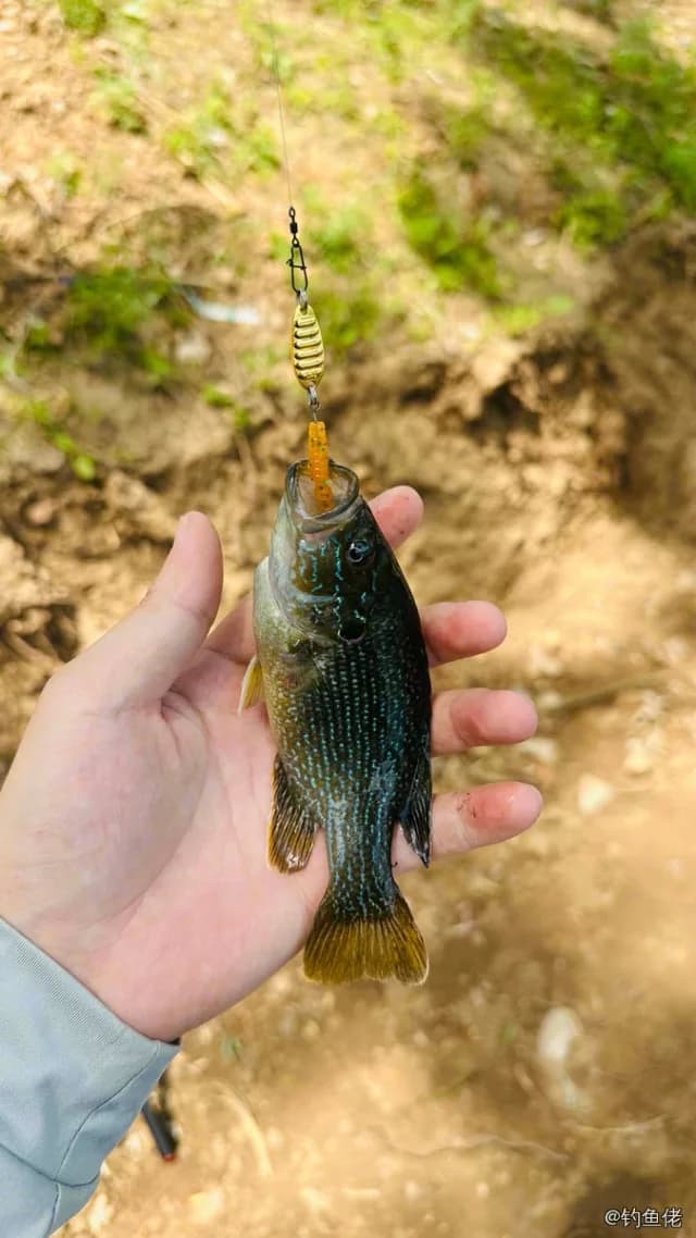 蓝太阳鱼钓获 晋中市 0.09kg