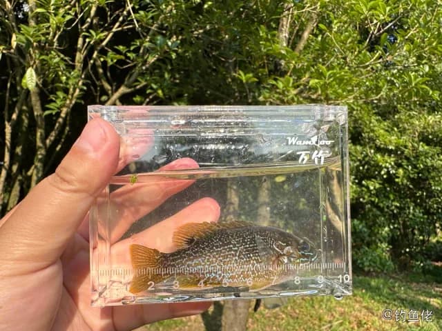 蓝太阳鱼钓获 贵阳市 0.72kg