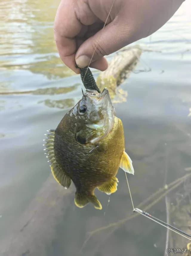 蓝太阳鱼钓获 杭州市 0.09kg