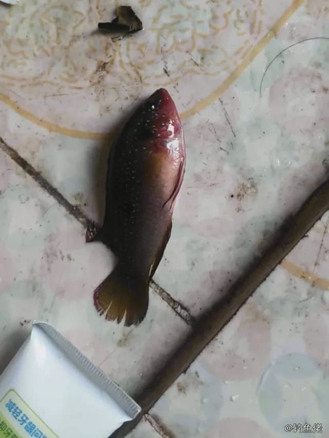 蓝头绿鹦嘴鱼钓获 江门市 0.15kg
