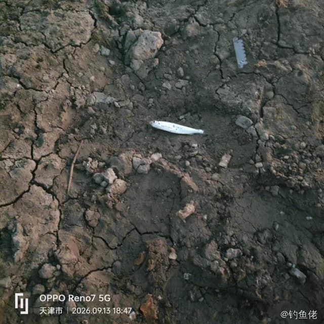 蓝圆鲹钓获 天津市 0.06kg
