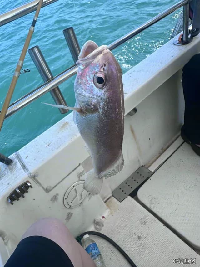 鳞鳍叫姑鱼钓获 中华人民共和国 0.1kg