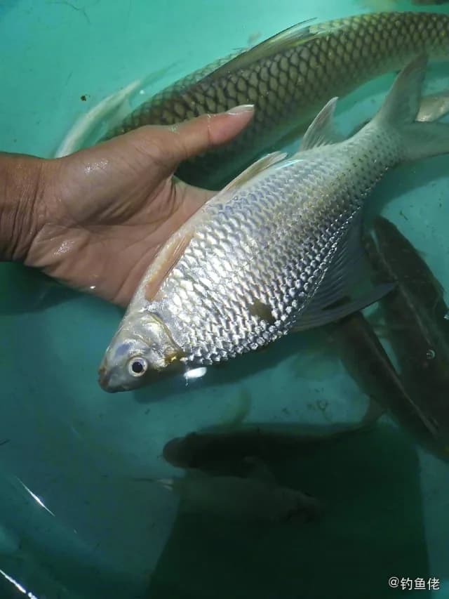 鲮鱼钓获 南宁市 0.5kg