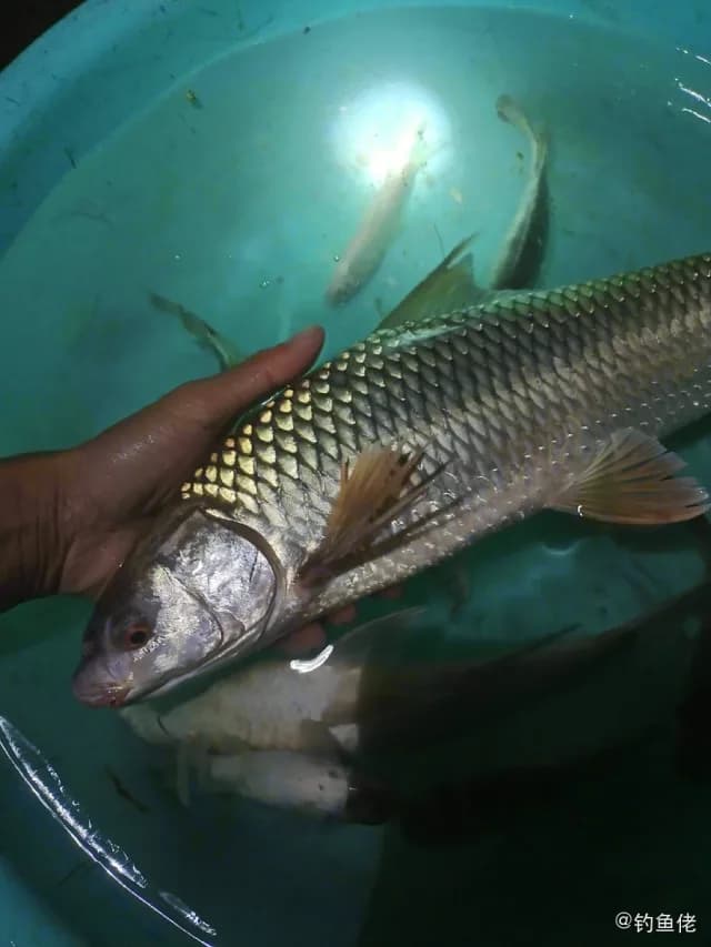 鲮鱼钓获 南宁市 1.3kg
