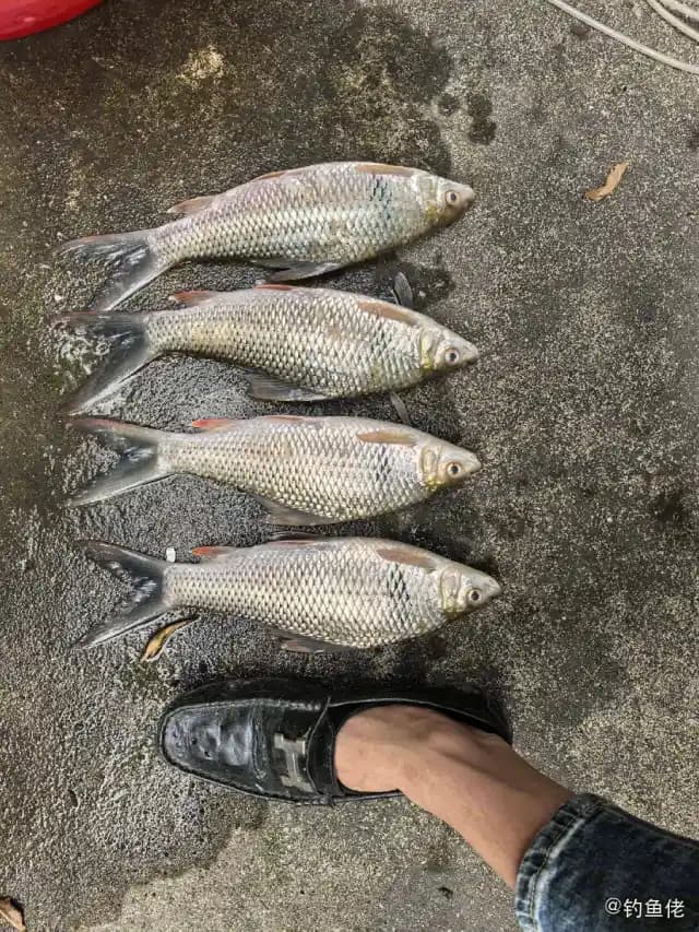 鲮鱼钓获 南宁市 4kg