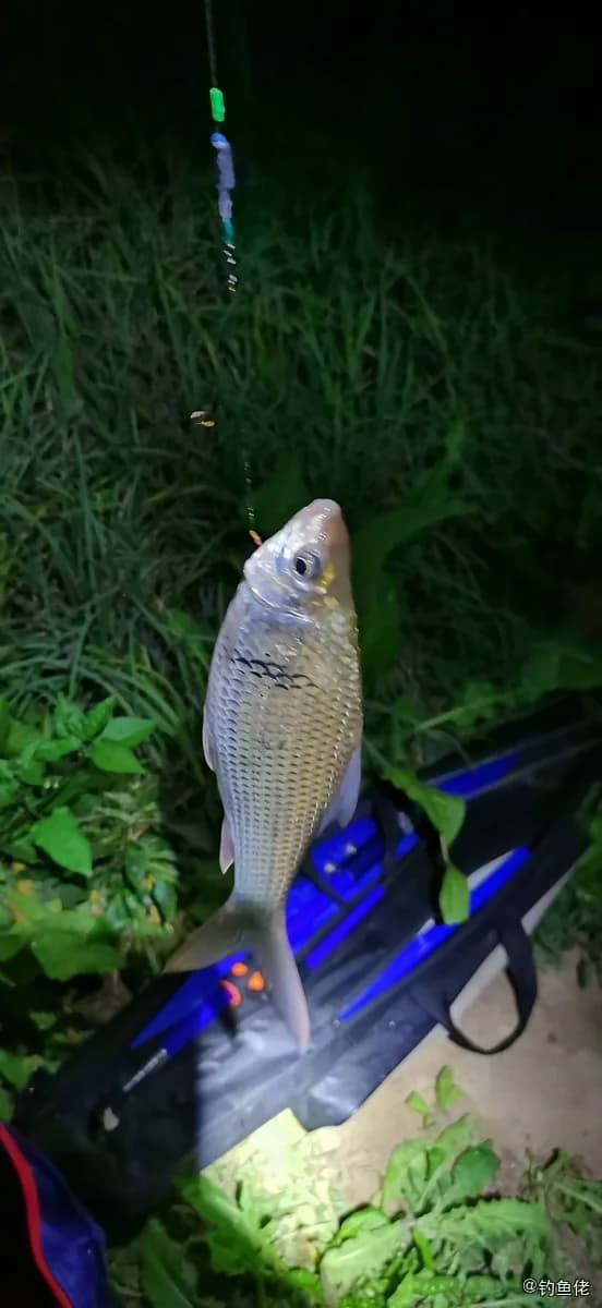 鲮鱼钓获 肇庆市 0.4kg