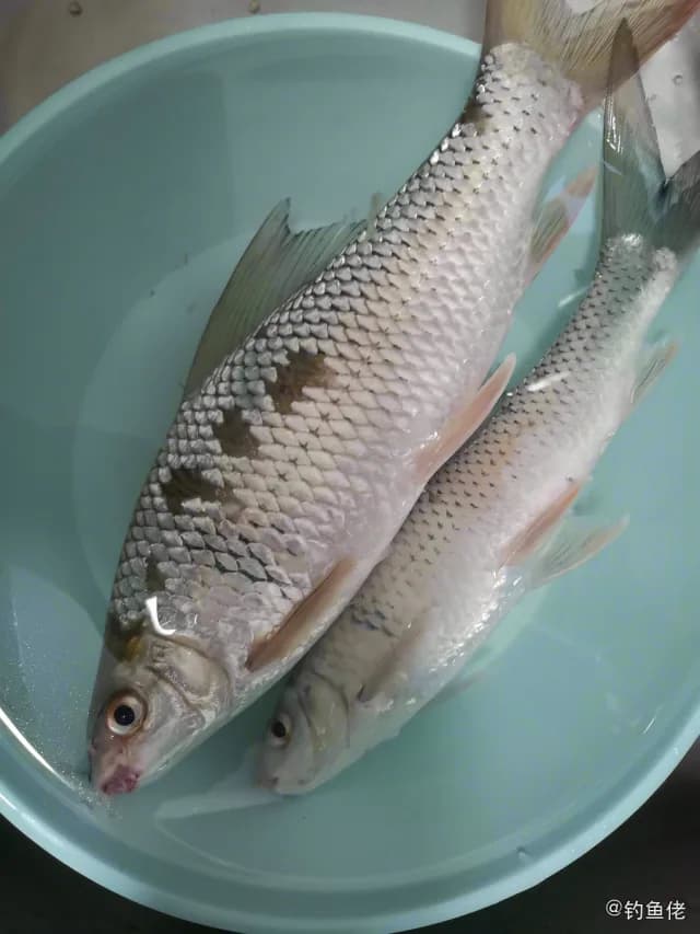 鲮鱼钓获 清远市 