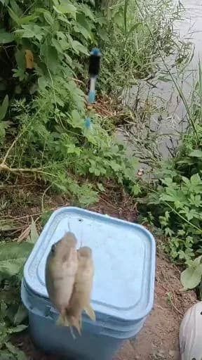 龙头鱼钓获 合肥市 0.03kg
