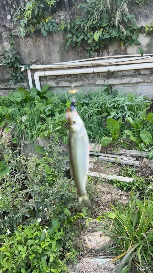 龙头鱼钓获 东莞市 0.03kg