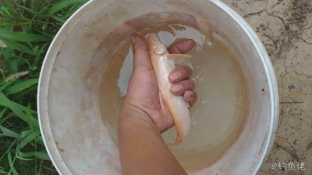 龙头鱼钓获 新乡市 0.6kg