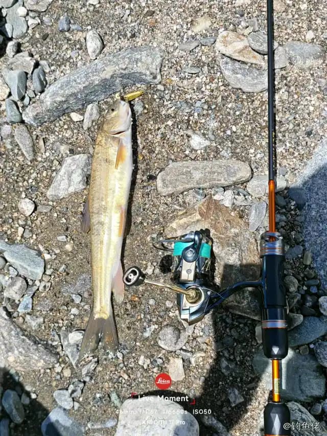 龙头鱼钓获 西宁市 0.03kg