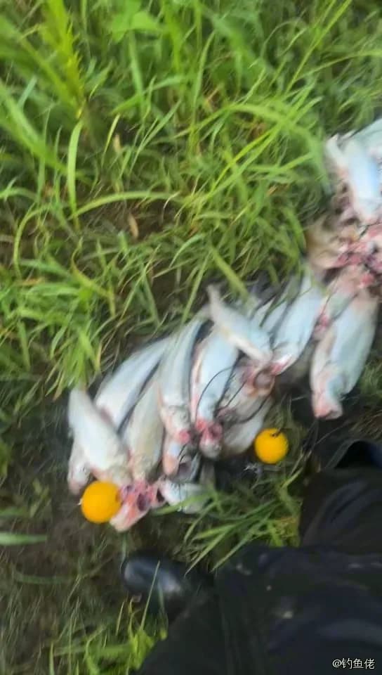 龙头鱼钓获 合肥市 0.03kg