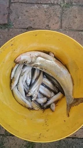 龙头鱼钓获 廊坊市 0.03kg