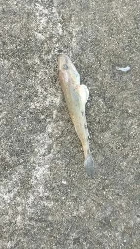 龙头鱼钓获 湛江市 0.03kg