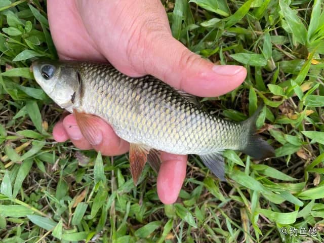 露斯塔野鲮钓获 东莞市 0.2kg