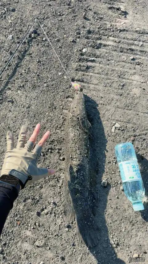 卵鳎钓获 大庆市 0.1kg