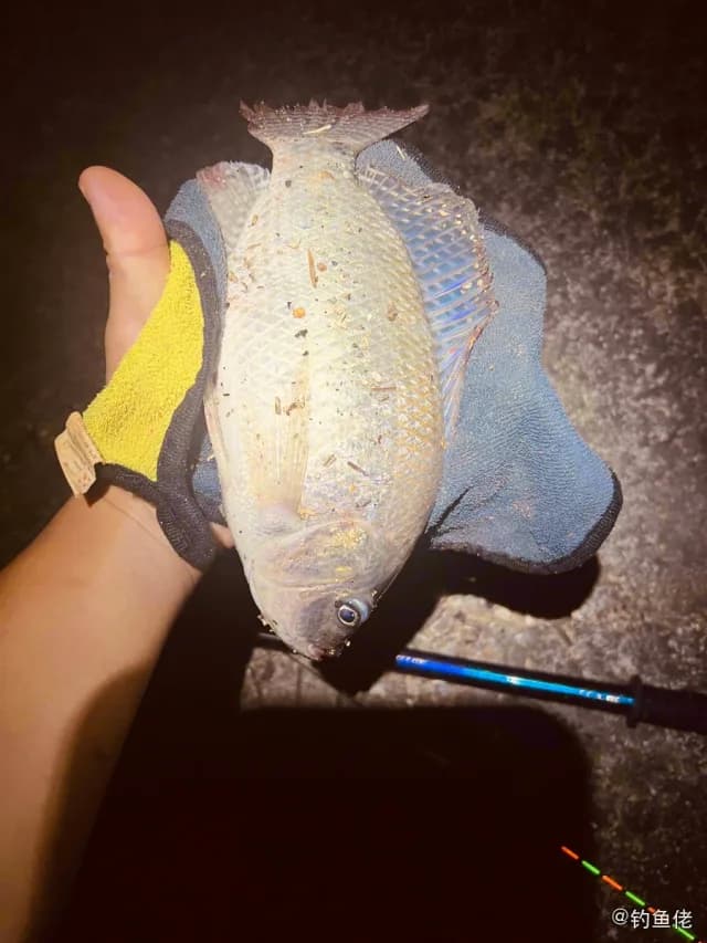 罗非鱼钓获 广州市 0.5kg
