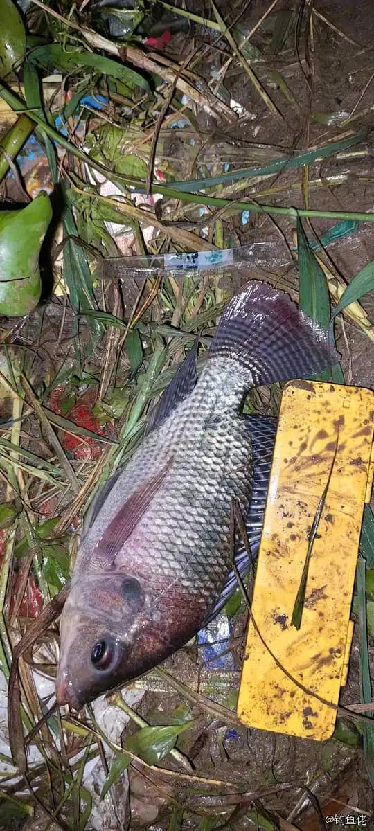 罗非鱼钓获 珠海市 0.5kg