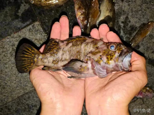 裸平鲉钓获 北京市 0.2kg