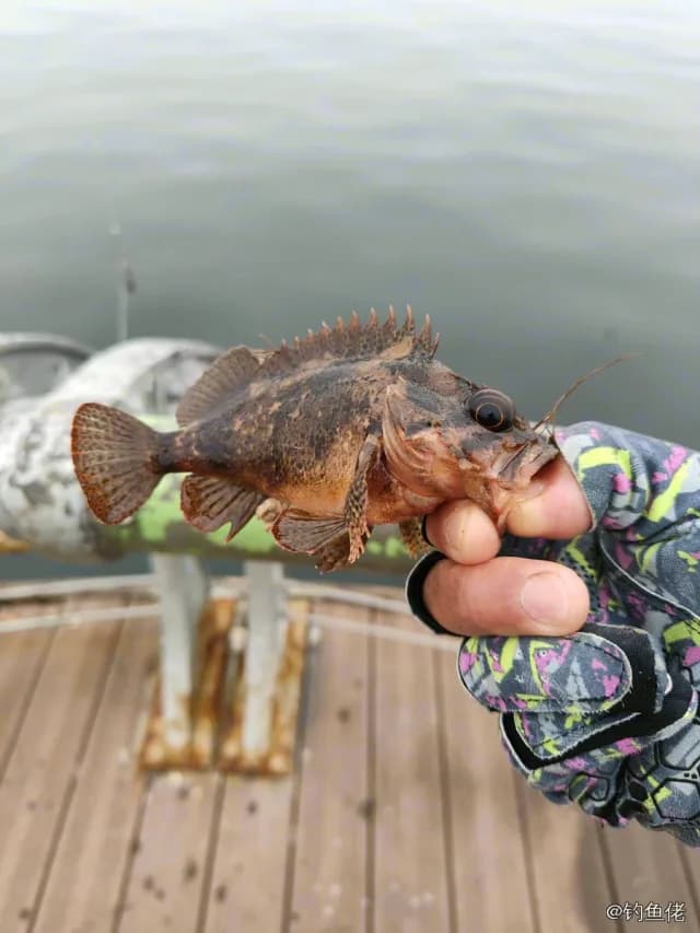 裸平鲉钓获 大连市 0.2kg