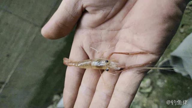 罗氏圆鲹钓获 台州市 1kg