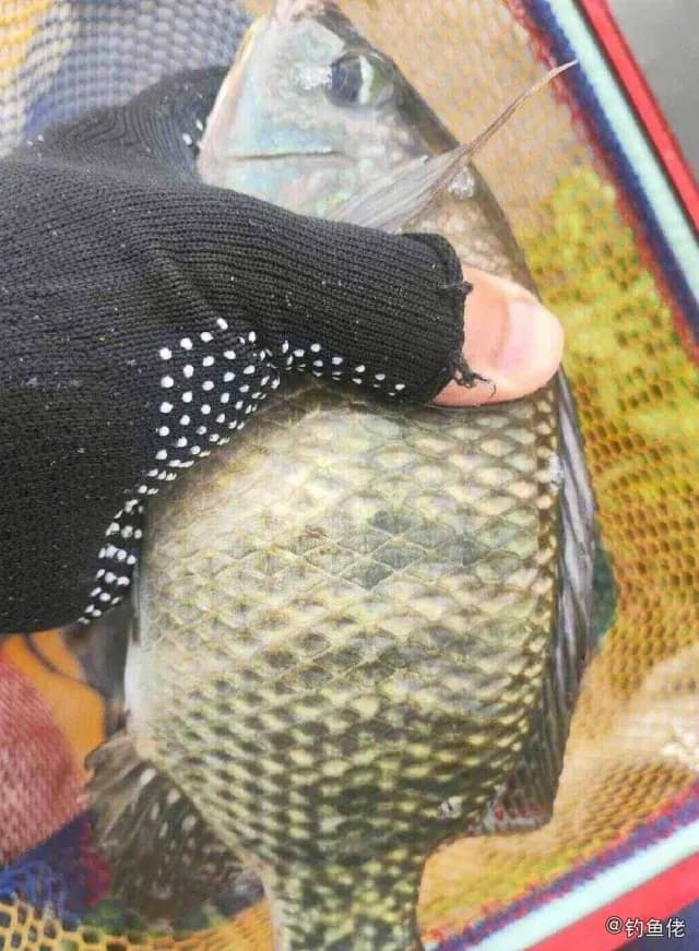 马夫鱼钓获 衡水市 0.65kg