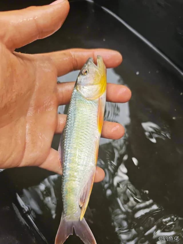 马口鱼钓获 泰安市 0.1kg