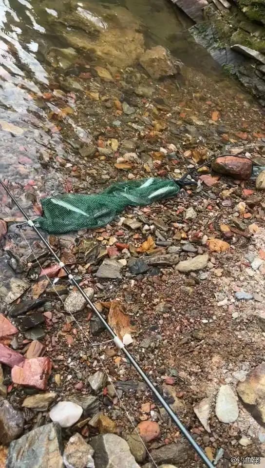 马口鱼钓获 柳州市 0.01kg