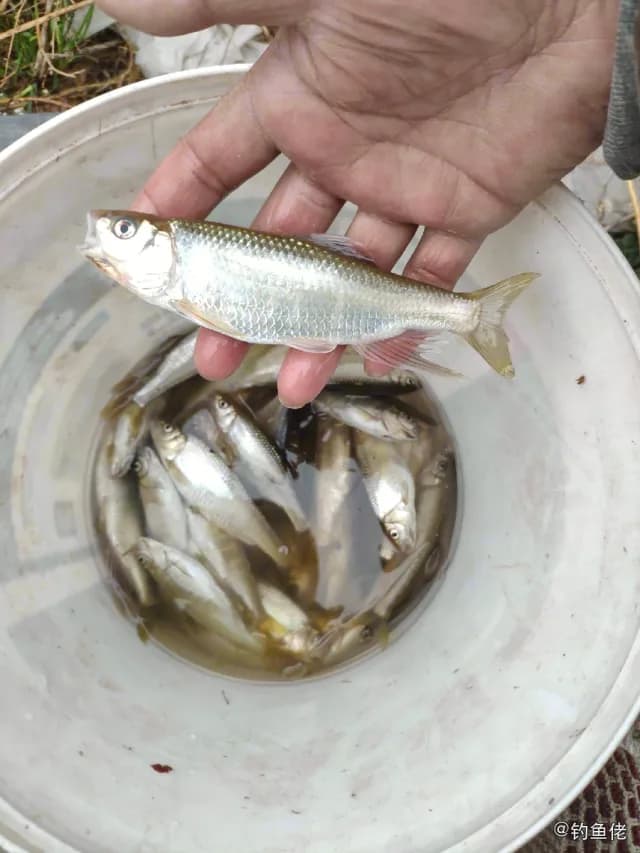 马口鱼钓获 新乡市 0.01kg