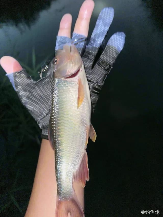马口鱼钓获 济南市 1.2kg