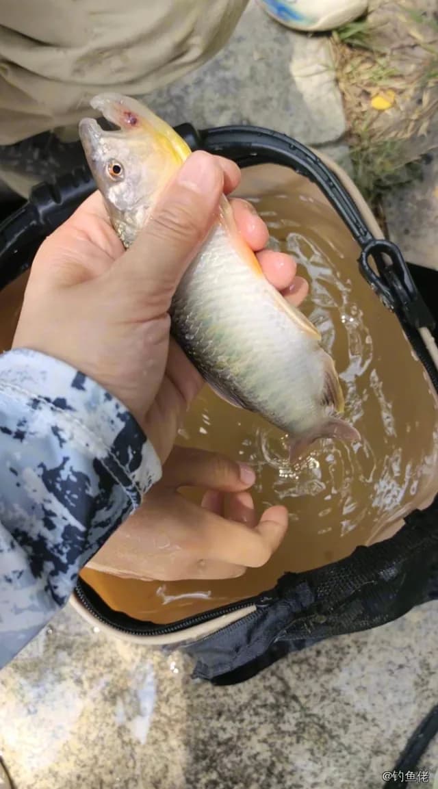 马口鱼钓获 信阳市 0.01kg