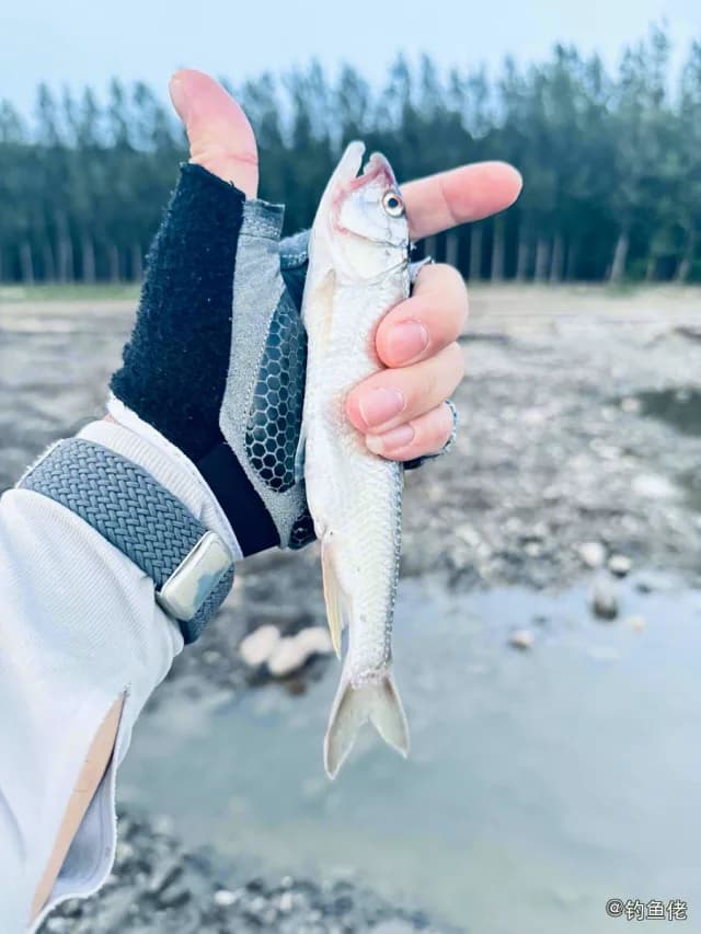 马口鱼钓获 廊坊市 0.3kg