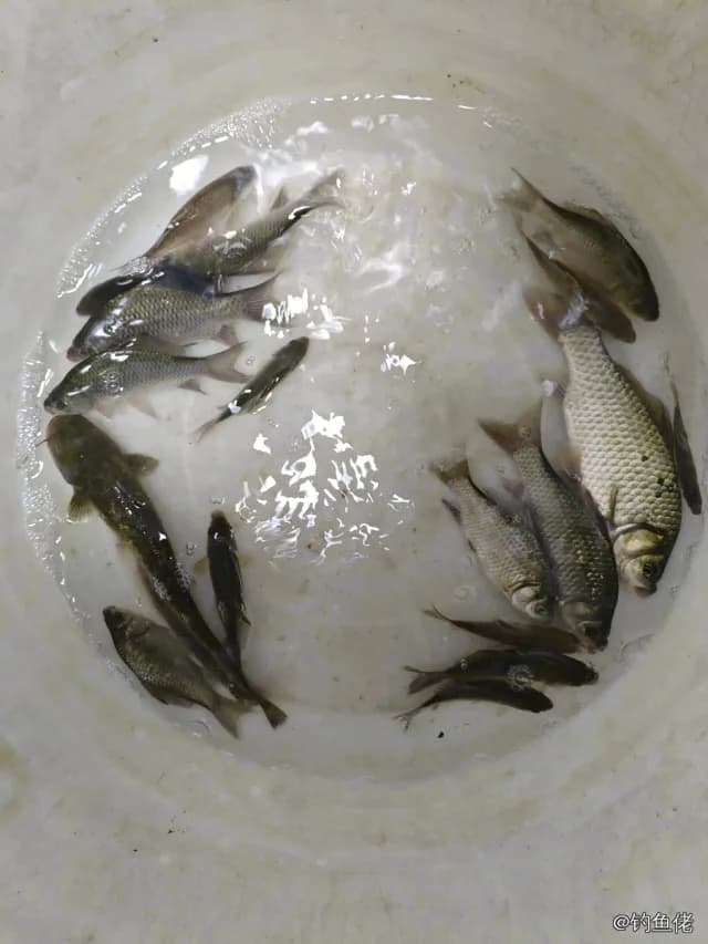 麦穗鱼钓获 昆明市 0.5kg