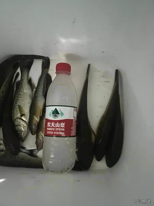 矛尾虾虎鱼钓获 潍坊市 