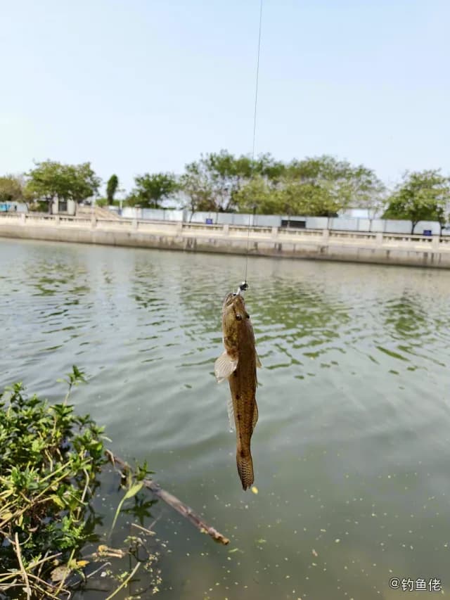矛尾虾虎鱼钓获 深圳市 0.01kg