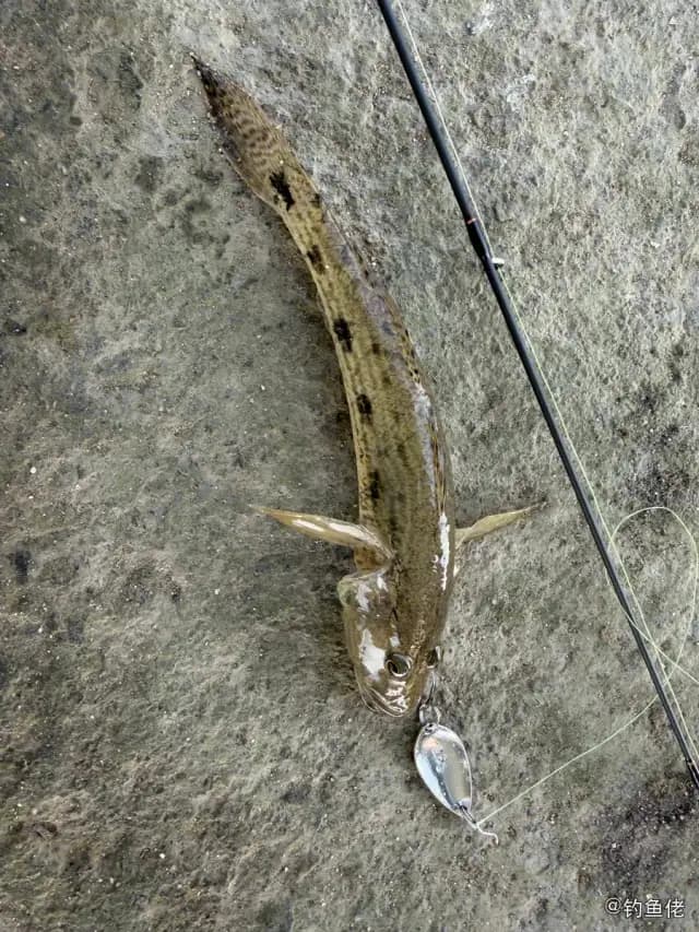 矛尾虾虎鱼钓获 海口市 0.03kg