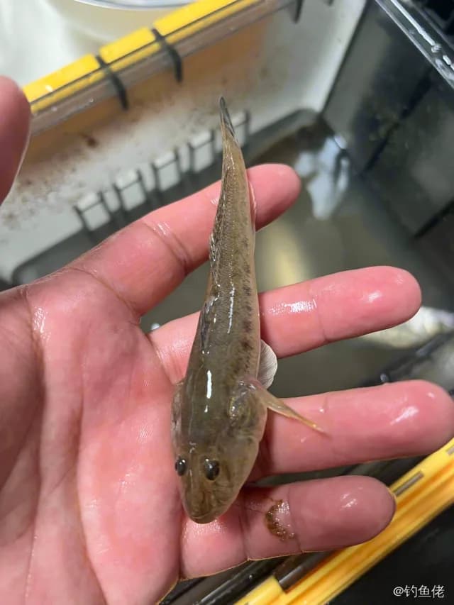 矛尾虾虎鱼钓获 天津市 0.1kg